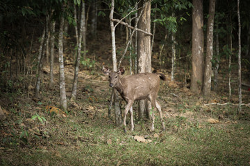 Naklejka na ściany i meble The female deer Khao Yai National Park, Thailand