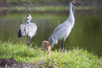 Portrait of sandhill crane Grus canadensis