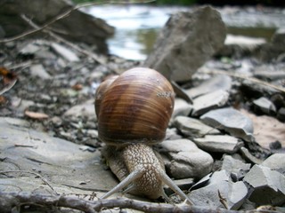 Ślimak z muszlą