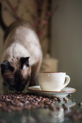 Coffee and Thai cat, cappuccino