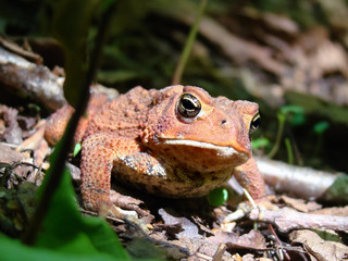Red frog in a bush
