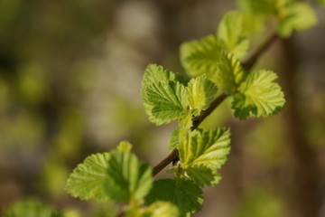 Young foliage of vesicerberry in early spring.