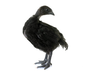 chick ayam cemani