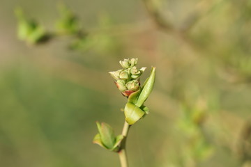 Young spring first foliage on blueberry branches.