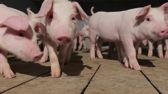 beautiful young pigs on the farm, close-up
