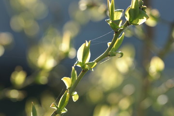 Young spring first foliage on blueberry branches.