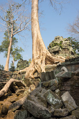 Ta Prohm temple