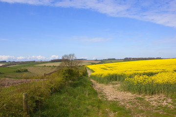 oilseed rape and countryside