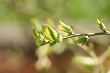 Young spring first foliage on blueberry branches.