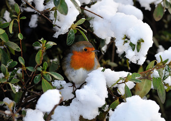 Robin in winter snow