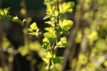 Young foliage of vesicerberry in early spring.