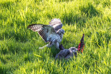 buzzard hunting