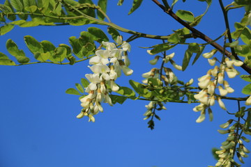 Acacia flower closeup (Robinia pseudoacacia). Acacia tree bloom