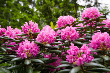 Rhododendron flower bush blooming