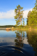 Fototapeta premium Pine tree by the lake at morning