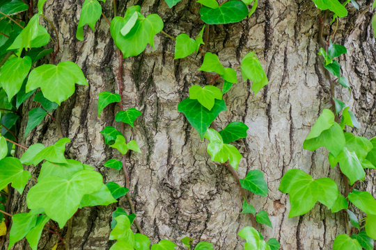 137 Best 蔦の葉 Images Stock Photos Vectors Adobe Stock