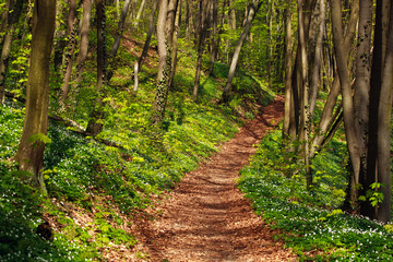 Trail in green blossoming spring forest, nature background