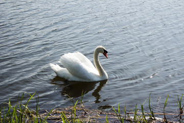 Swan 2