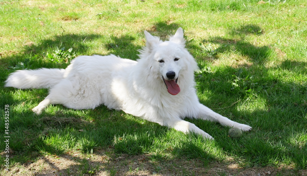 Wall mural chien berger suisse blanc en été dans l'herbe 