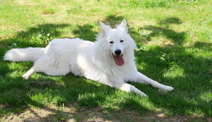 chien berger suisse blanc en été dans l'herbe 