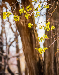 Lime tree blossom closeup photo. Flowers blossoming tree linden wood natural background, spring. A maple tree with blossoms. Linden blossom on the sky background.