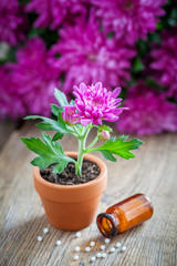 Natural homeopathic alternative treatment for houseplants and crops, chrysanthemum flower in pot.