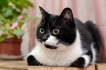 Black and white cat on a wooden surface
