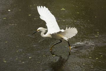 Snowy egret dragging its feet while flying in Florida's Everglades.