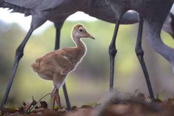 Portrait of Sandhill crane Grus canadensis chick © Pedro Bigeriego