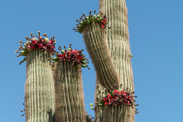 Saguaro cactus with red-fleshed fruit against a blue sky