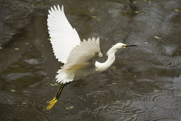 Snowy egret flying low over pond in the Florida Everglades.