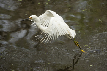Snowy egret dragging its feet while flying in Florida's Everglades.