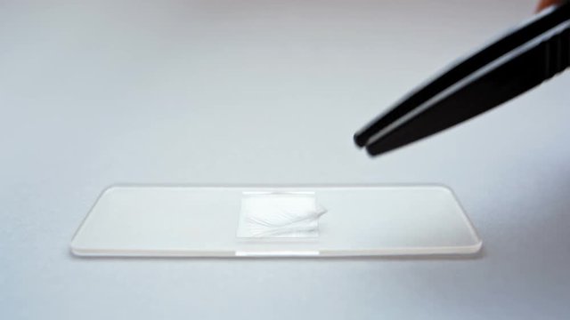Scientist Putting and Taking a Feather while Making the Microscope Preparation