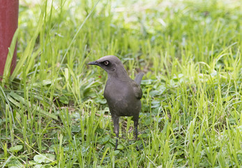 Ashy Starling (Lamprotornis unicolor) on the Ground in Northern Tanzania