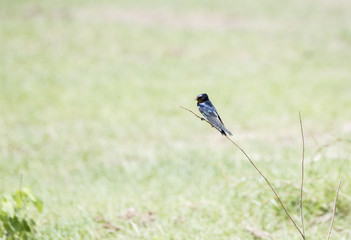 Barn Swallow (Hirundo rustica) Perched on a Branch in a Sunny Meadow in Northern Tanzania
