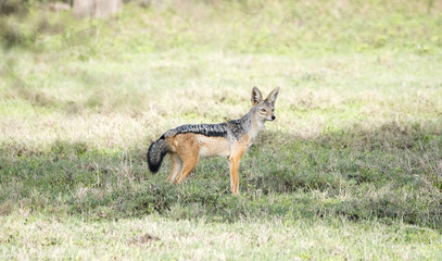 Naklejka na ściany i meble Wild Black-backed Jackal (Canis mesomelas) Standing on the Grassy Plains of the Serengeti in Tanzania