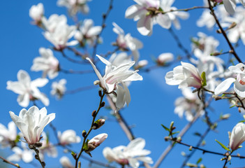 fowers of white magnolia against the blue sky