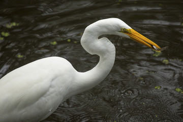 Great egret standing with a fish in its bill, Florida.