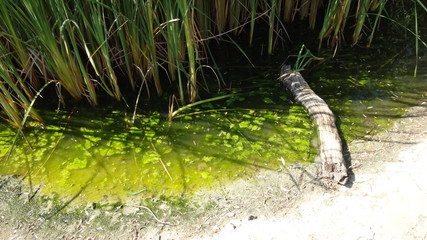 Swampy Pond with Algae