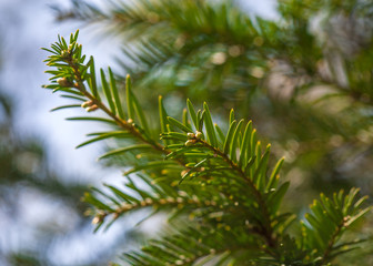 green branches of  Christmas tree  blue sky and bokeh
