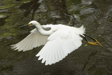 Snowy egret flying low over pond in the Florida Everglades.