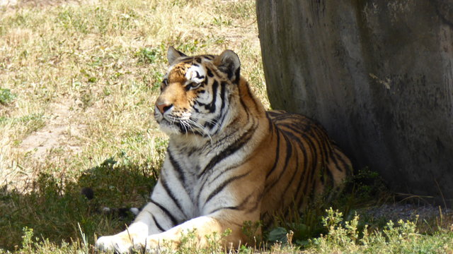 Amurtiger