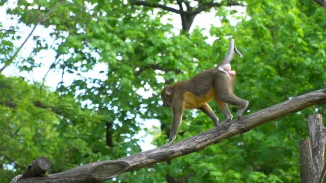 Monkey climbing a wooden bridge in an aviary