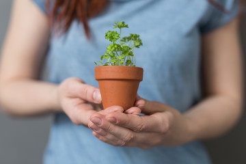 plant pot