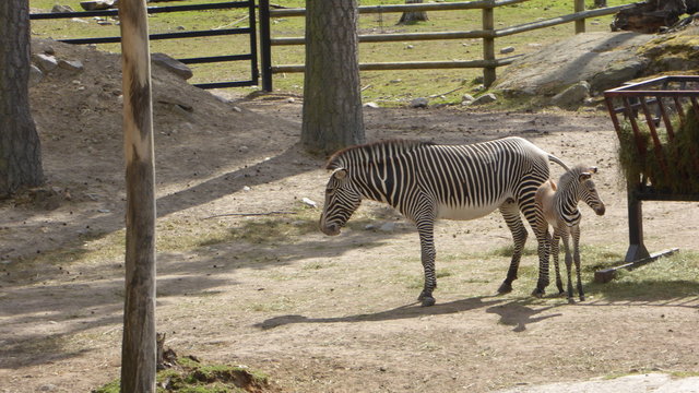 Zebra