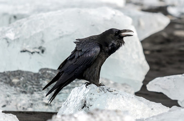 Crow at Jokulsarlon