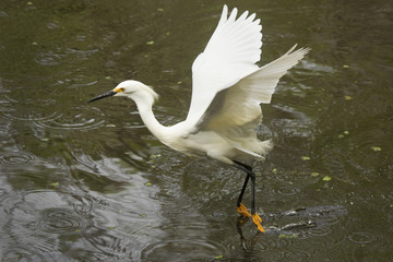 Snowy egret dragging its feet while flying in Florida's Everglades.