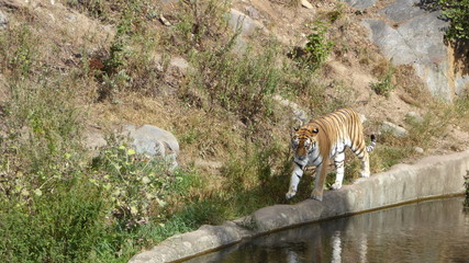 Amurtiger