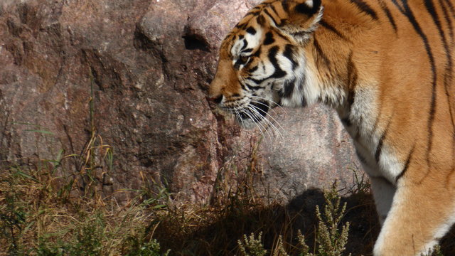 Amurtiger