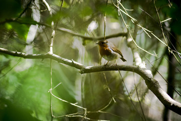 singing  bird